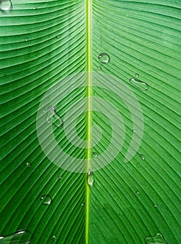 Water Drops on Banana Leaves. Green Cavendish Leaf Pattern with Raindrop