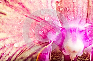 Water Drops on Beautiful Flower Petals