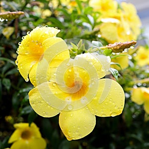 yellow flower with waterdrops