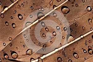 Water drops on a bird's feather