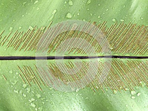 water drops on birds nest fern or asplenium nidus leaf