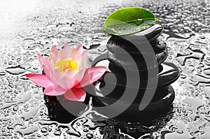 Water drops on black spa stones with Lily flower