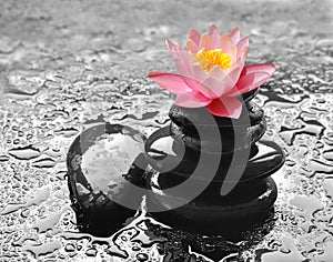 Water drops on black spa stones with Lily flower