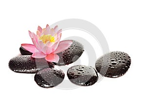 Water drops on black spa stones with Lily flower