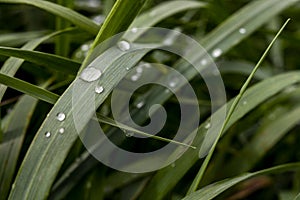 Water drops on blades of grass. Morning dew on plants.