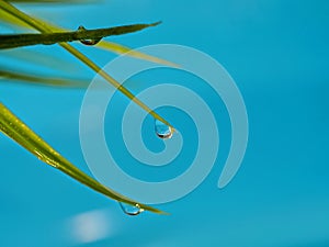 Water drops on blades of green grass on a blue background