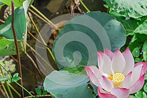 Water drops on blooming pink lotus flower with golden stamen in Vietnam