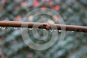 Water drops on a branch