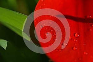 Water drops on a bright red flower petal