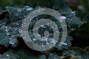 A water drops on the cabbage leaf. A dark green cabbage leaf. Raindrops on the young cabbage leaf. Raindrops macro