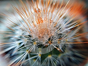 Water drops on cactus needles in macro photography