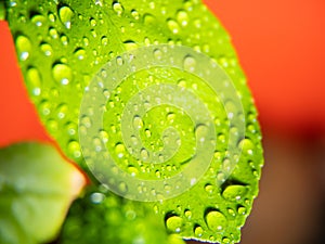 water drops on a citrus leaf.