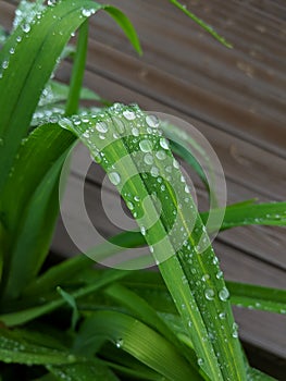 Water drops cling to the leaves of a daylily after a rain.