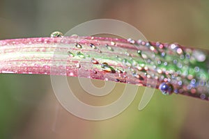 Water drops on colorful green with red grass background