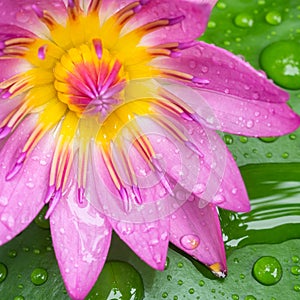 Water drops on colorful purple lotus flower