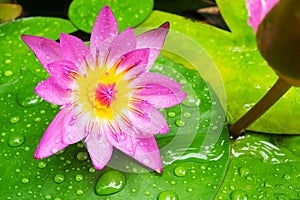 Water drops on colorful purple lotus flower Close up