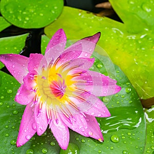 Water drops on colorful purple lotus flower in thailand,Close up
