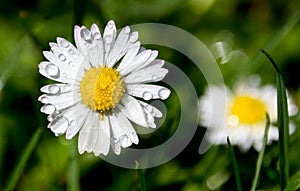 Water drops on daisy flower