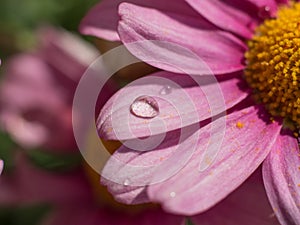 Water drops on daisy petals