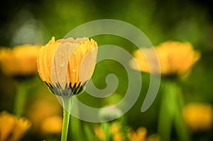 Water drops on a dandelion flower