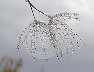 Water drops on dandelion seed - against the sky