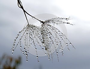 Water drops on dandelion seed - against the sky