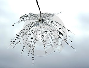 Water drops on dandelion seed - against the sky