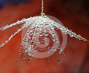 Water drops on dandelion seed - isolated on a dark red background