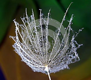Water drops on a dandelion seed - isolated in natural environment