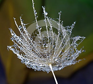 Water drops on a dandelion seed - isolated in natural environment