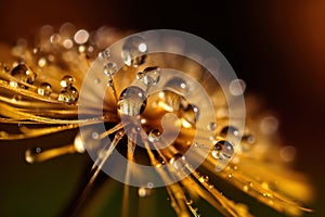 Water drops on dandelion seed macro in nature in yellow and gold tones.