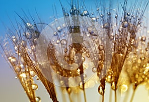 Water drops on a dandelion seeds close up.