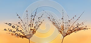 Water drops on a dandelion seeds close up.