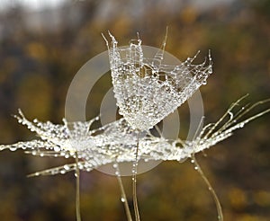 Water drops on dandelion seeds in natural background