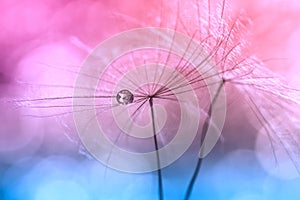Water drops or dew on a dandelion , pink background blue color. Artistic image of a dandelion. macro of a dandelion.