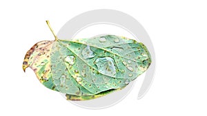 Water drops on diseased leaves on a white background.