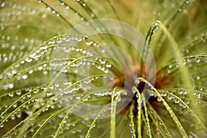 Water drops on Egyptian Papyrus stems photo