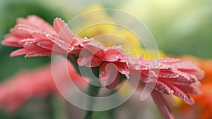 Water drops falling on pink daisy gerbera flower