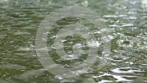 Water Drops Falling in the Rain Puddle