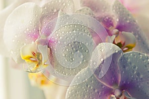 Water drops falling on white orchid
