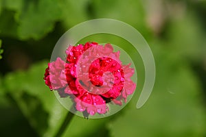 water drops on a flower