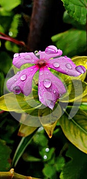 Water drops flower petals