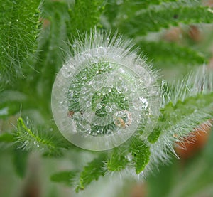 Water drops on the flower poppy, South Bohemia