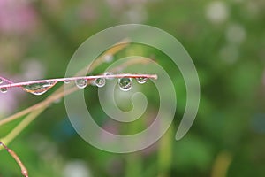 Water drops on flowers