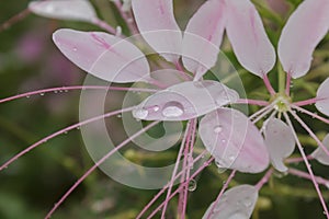 Water drops on flowers