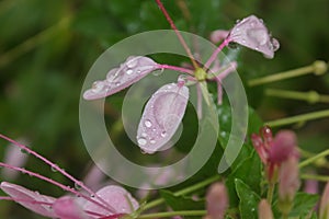 Water drops on flowers