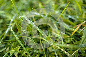 Water drops on fresh green grass background