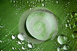 Water drops on fresh green leaf