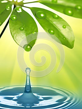 Water drops on fresh green leaf