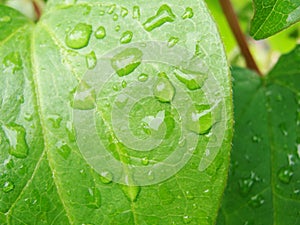 Drops of water after rain on green foliage in the garden.  Waterdrops on a green leafA drop of water above green plant